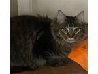 Ricky (beautiful Long hair boy) Domestic Longhair Young Male