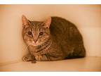 Francine Domestic Shorthair Young Female
