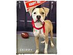 Skippy Mixed Breed (Medium) Adult Male