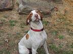 Quincy a real lover! Pointer Young Male