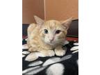 Gretel Domestic Shorthair Kitten Female