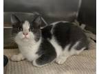 Butter Domestic Shorthair Young Male