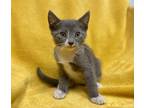 Poquito Tito Domestic Shorthair Kitten Male