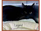 LEGEND Domestic Shorthair Adult Male