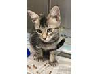 Babycakes Domestic Shorthair Young Female