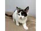 Black Eye Domestic Shorthair Kitten Female