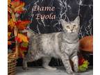 Dame Eyola (C23-279) Domestic Shorthair Young Female