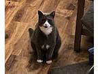 Shay (squeaky big man) Domestic Shorthair Adult Male
