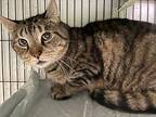 Ruddie Domestic Shorthair Adult Male