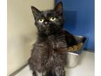 Shrimp Po Girl Domestic Shorthair Young Female