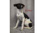 Yzma (D23-149) Border Collie Puppy Female