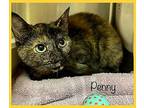PENNY - also see Leonardo Domestic Shorthair Kitten Female
