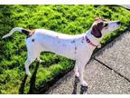 Allie Fox Terrier (Smooth) Young Female