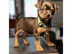 Jimmy Buffett Miniature Pinscher Puppy Male