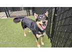 Maple German Shepherd Dog Adult Female