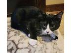 Catherine Domestic Shorthair Kitten Female