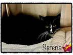 SERENA Domestic Shorthair Adult Female