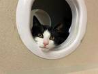 Stewie Domestic Shorthair Young Male