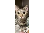 Buffy Domestic Shorthair Young Female