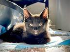 Chocolate Domestic Shorthair Kitten Male