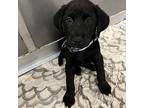 Onyx Labrador Retriever Young Male