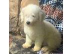 Maltipoo Puppy for sale in Ringling, OK, USA
