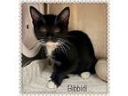 BIBIDI Domestic Shorthair Kitten Female