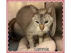 SAMMIE Domestic Shorthair Adult Female