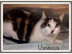 VANESSA Domestic Shorthair Adult Female