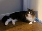 Princess Tiger Lily Domestic Mediumhair Kitten Female