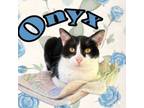 Adopt Onyx a American Shorthair