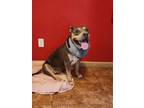 Adopt COURTESY POSTING Madison a Pit Bull Terrier