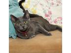 Adopt Kayla a Domestic Short Hair