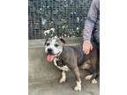 Adopt WILMA a Pit Bull Terrier, Mixed Breed