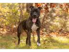 Adopt Gemma a Pit Bull Terrier