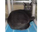 Adopt STERLING a Domestic Short Hair, Russian Blue