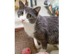 Adopt Lucia a Gray or Blue Domestic Shorthair / Domestic Shorthair / Mixed cat