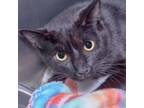 Adopt Panther a Domestic Short Hair