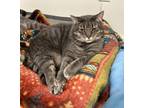 Adopt Puff (BONDED WITH HOSS) a Domestic Short Hair, Tabby
