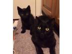 Adopt Molly (and Trixie) a Domestic Short Hair