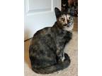 Adopt Trixie (and Molly) a Tortoiseshell