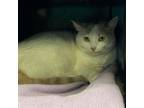 Adopt Shonda a Domestic Short Hair