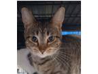 Adopt Prancer a Domestic Short Hair