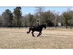 Friesian Cross Gelding