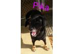 Adopt Pika a Shepherd, Retriever