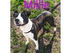Adopt Millie a Boxer, Pit Bull Terrier