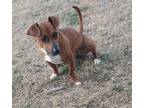 Adopt Trixie a Dachshund