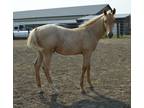 CHRISTMAS Special Big Roan Palomino