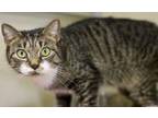 Adopt Beldam a Domestic Short Hair