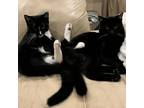 Adopt Ozzy and Oriette a Domestic Medium Hair
